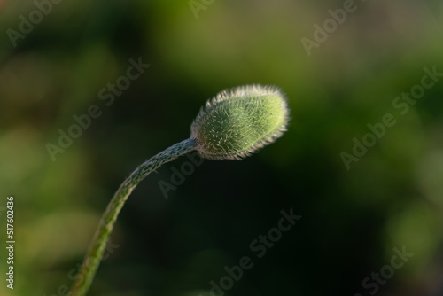 Unopened poppy bud on green blurred background © Вера Щербакова