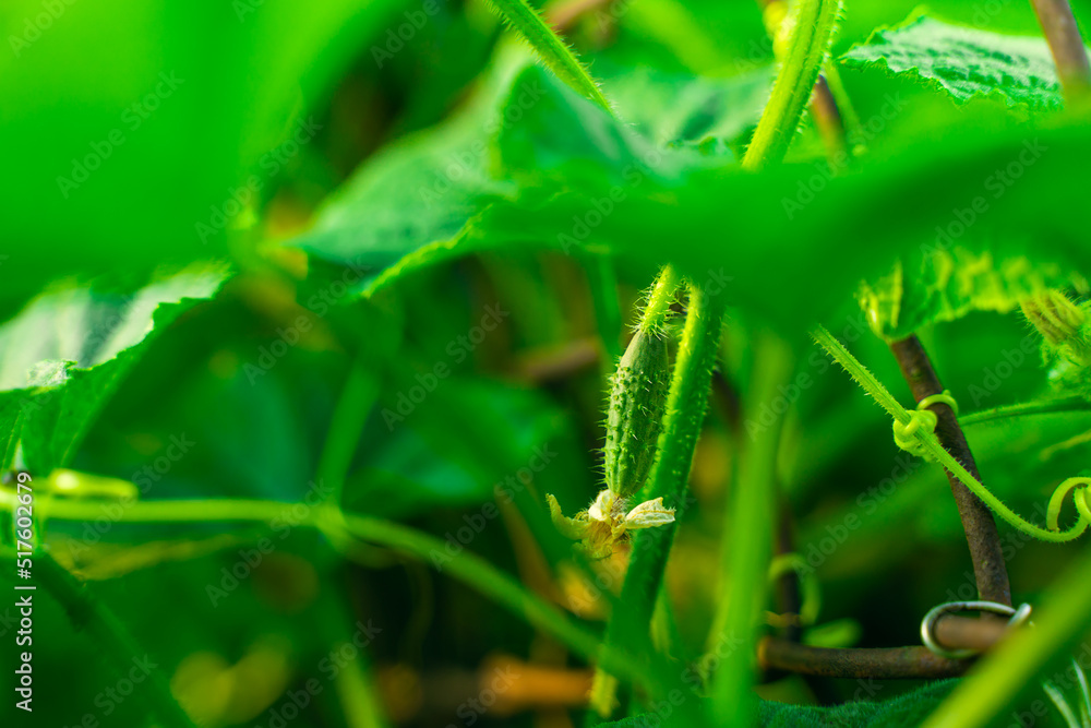 The first young green cucumber with thorns grows close up