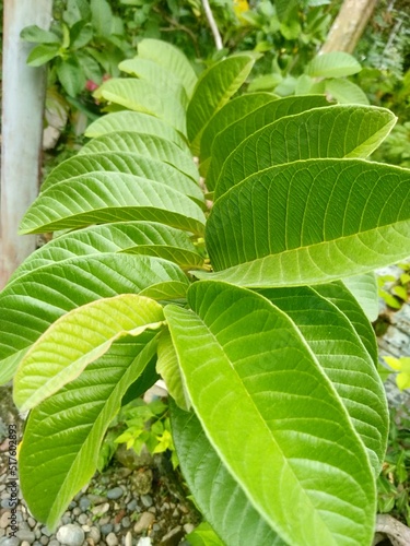 Guava leaves background