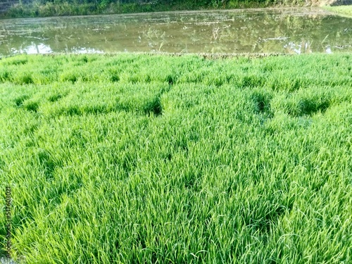 rice field