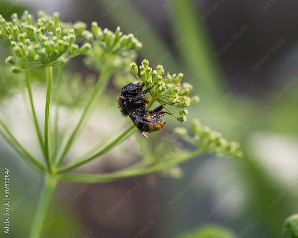 a bee sits on a blade of grass and dries after the rain a bee sits on a blade of grass and dries after the rain
