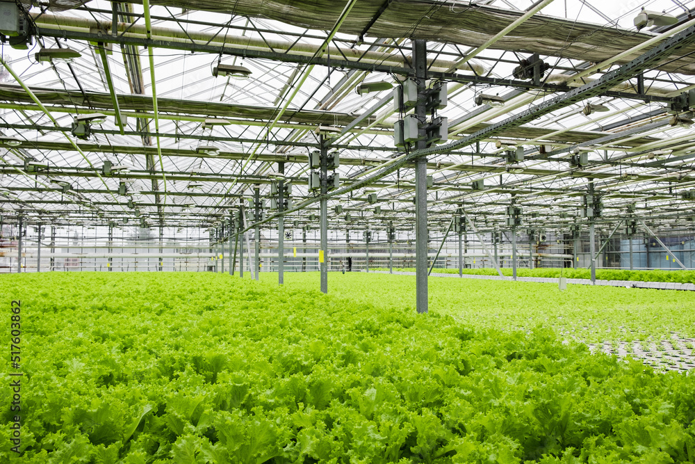 Greenhouse plantation with lettuce greenery. Concept for industrial agriculture. Rows of Plant Cultivated Inside a Large Greenhouse Building. Eco farming business. Cultivate and Selection.