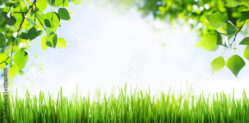 Grass and leaves in front of blue sunny sky