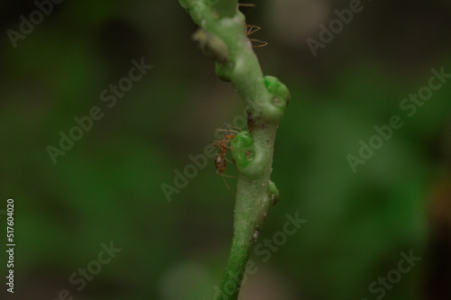 ant on a leaf