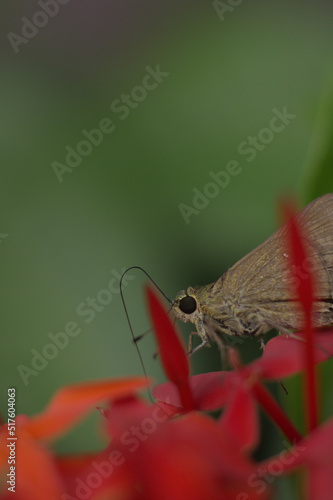 butterfly on a flower