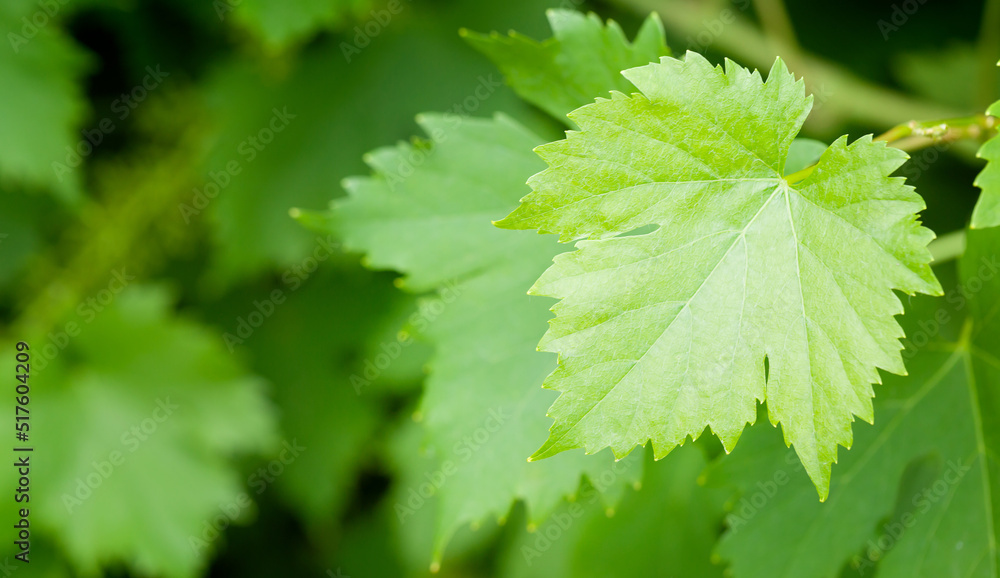 Vine growing in vineyard. Grape leaves Vine growing in vineyard. Grape leaves