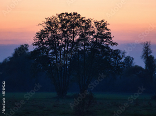 at dawn, mystical sunrise with a tree on the meadow in the mist. Warm colors from nature. Landscape photography in Brandenburg © Martin