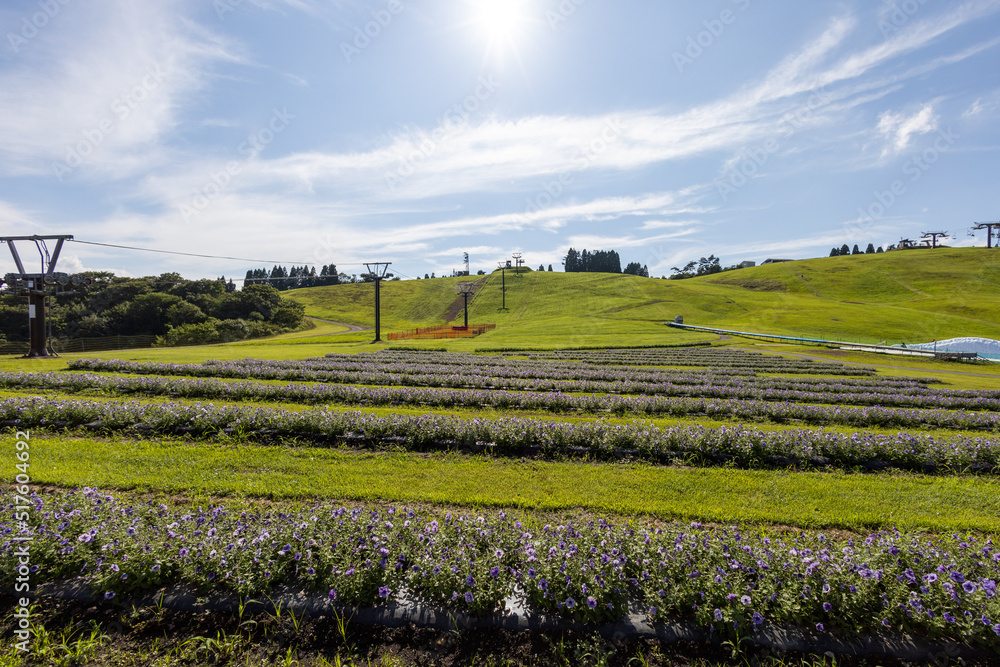 Fototapeta premium Petunia garden in Mt. Hakodate Part2