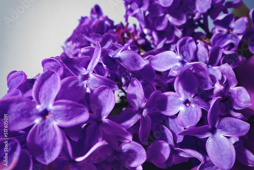 Fototapeta Naklejka Na Ścianę i Meble -  Macro image of spring lilac violet flowers