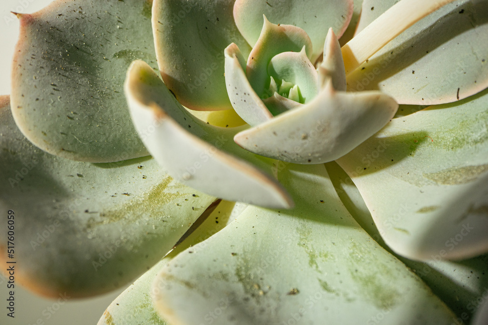 Macro shot of succulent plant, close up Macro shot of succulent plant, close up