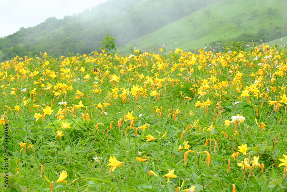 霧ヶ峰　車山高原にニッコウキスゲが咲くころの風景