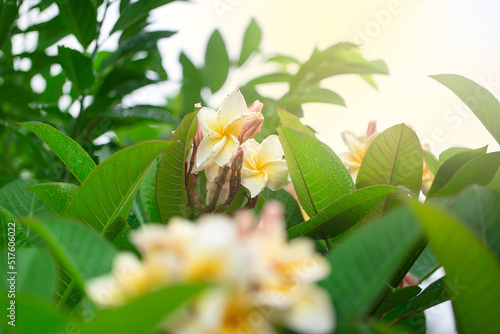 Photo blossoming Frangipani flower with color filter on soft pastel color in blur style for banner or cards background