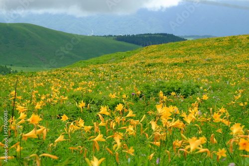 霧ヶ峰 車山高原にニッコウキスゲが咲くころの風景