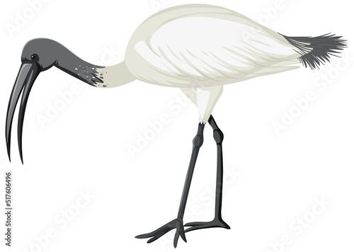 Australian white ibis isolated