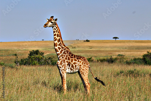 Jirafa en la reserva de Masai Mara