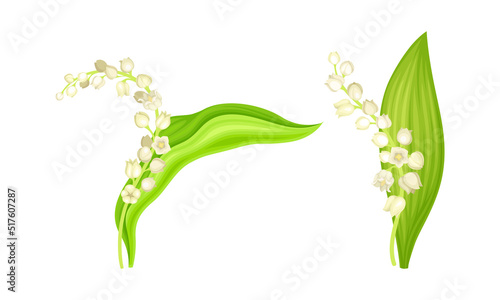 Lily of the Valley or Convallaria Majalis spring plant with oblong leaves and white flowers set vector illustration