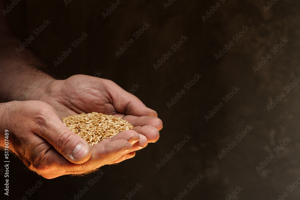 Close up of male hands holding small amount of wheat seeds. Lack of food and hunger concept Close up of male hands holding small amount of wheat seeds. Lack of food and hunger concept