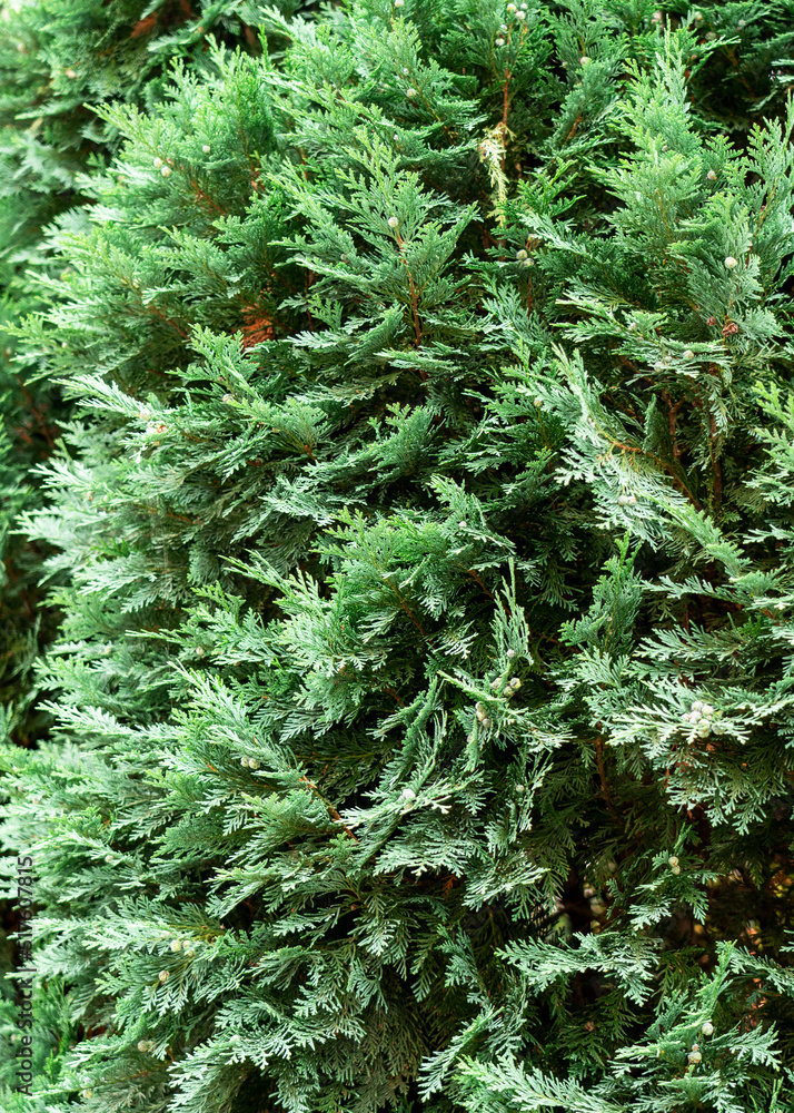 Blue thuja foliage texture. Beauty of nature Blue thuja foliage texture. Beauty of nature