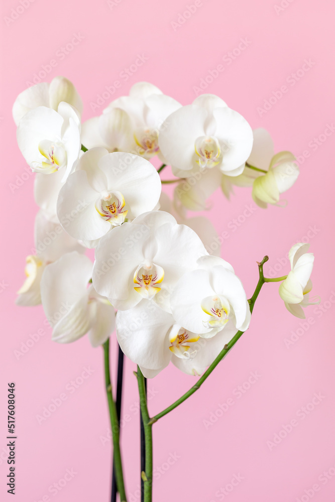 Blossoming phalaenopsis orchid on pastel pink colored background, macro closeup in vertical format - obrazy, fototapety, plakaty 