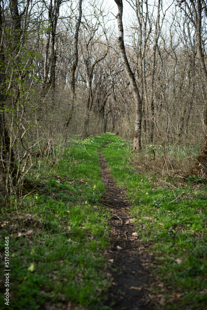 Spring forest with blue and yellow flowers Spring forest with blue and yellow flowers