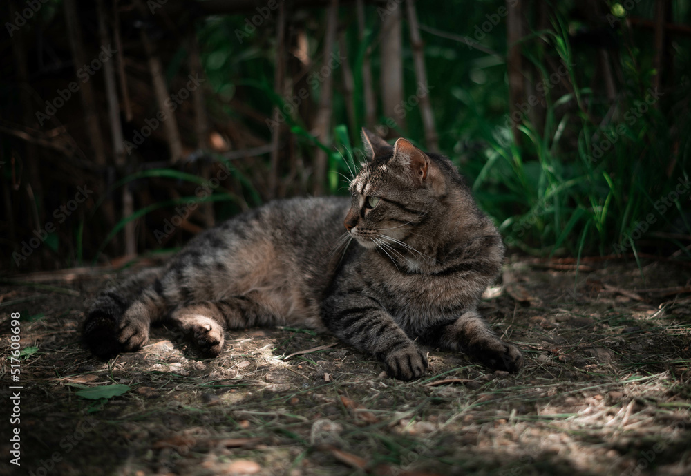 street cats play hunt and relax in the grass near the house