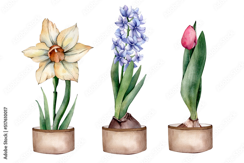 Hand Drawn Watercolor Spring Flower Illustration isolated on White Background. Watercolour Yellow Daffodil, Blue Hyacinth, Pink Tulip Bulbs, Buds,Flowers Cliparts in a Bag. Spring Florals Sublimations