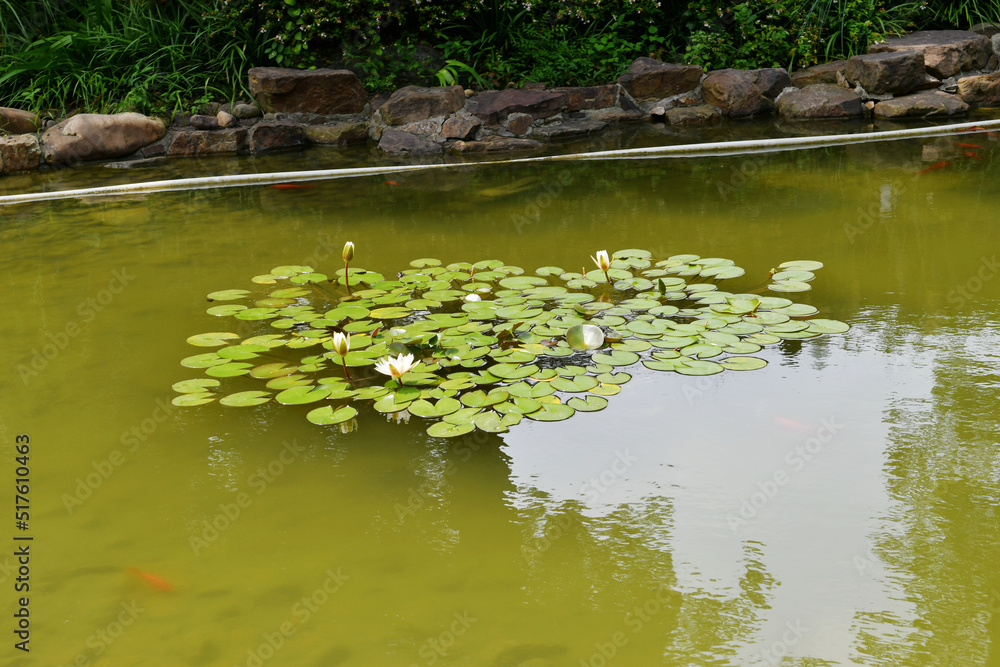 some lotus flowers in the pond