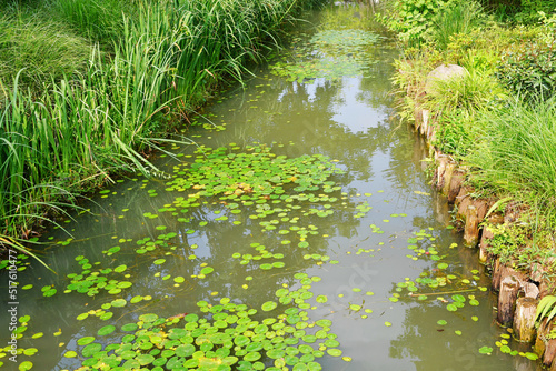 a small river with lotus leaves in the wild
