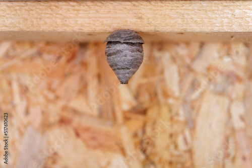 A small wasp nest on a wooden beam