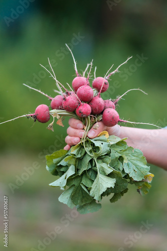 A woman holds a freshly harvested crop of red radish in her hands