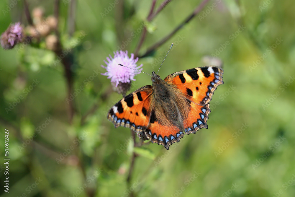 Small tortoiseshell butterfly (Aglais urticae). Small tortoiseshell butterfly (Aglais urticae).