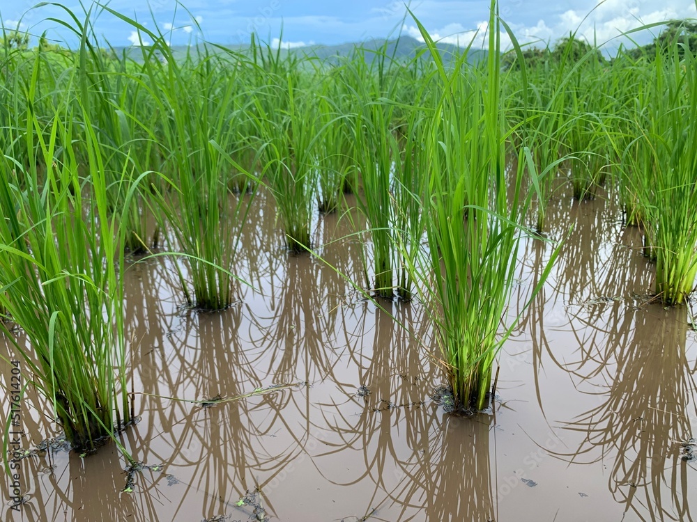 Obraz premium collection of organic rice field plant in farm background