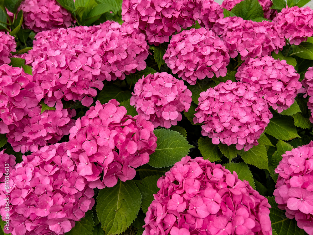 Hortensie Hortensie
