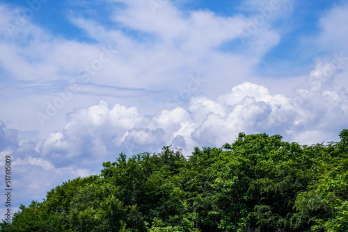 森の中から望む青い空 © Gottchin Nao