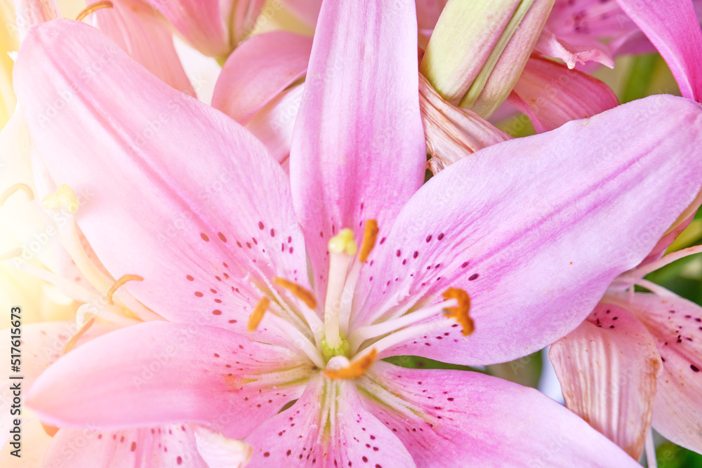 Pink lily bright sunny day, background, flowers close up, pistil and stamens. Pink lily bright sunny day, background, flowers close up, pistil and stamens.