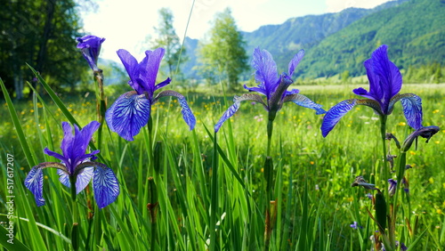 Nahaufnahme in Feuchtwiese mit blauen Schwertlilien eines Biotops  im Ammergau mit Wald und Bergen  photo