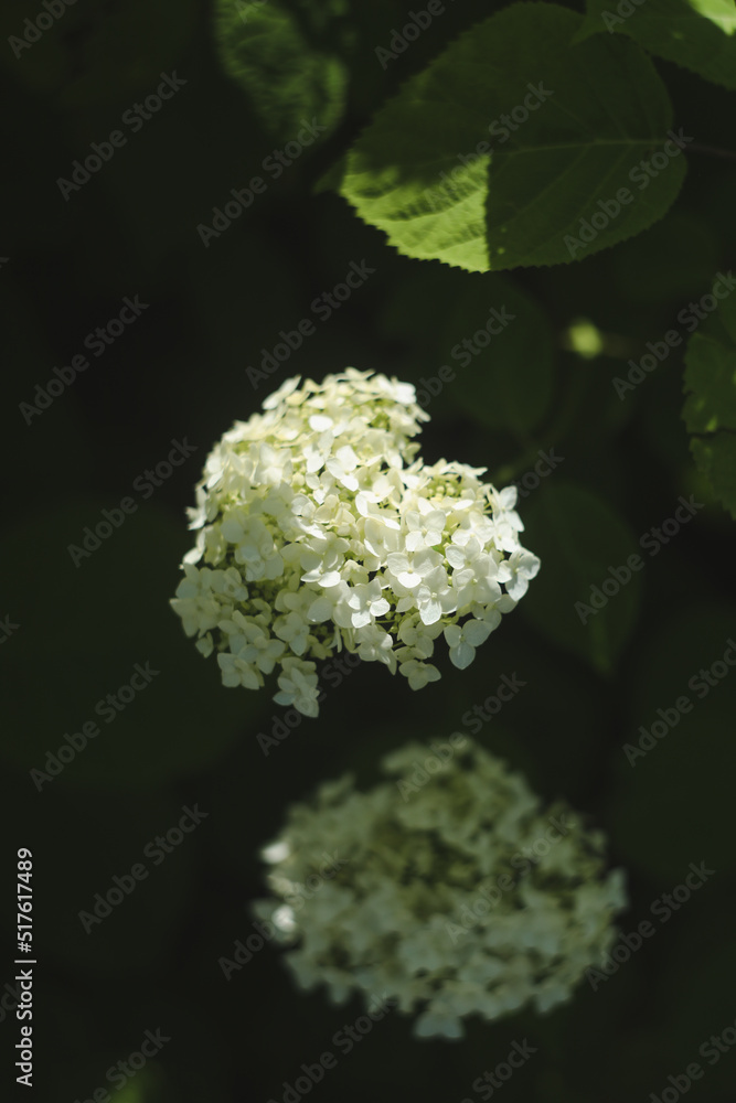 Selective focus on beautiful bush of blooming white Hydrangea or Hortensia flowers in summer. Natural background. Selective focus on beautiful bush of blooming white Hydrangea or Hortensia flowers in summer. Natural background.