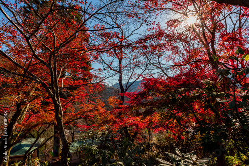 秋の奈良県・長谷寺で見た、太陽に照らされる紅葉と背景の青空