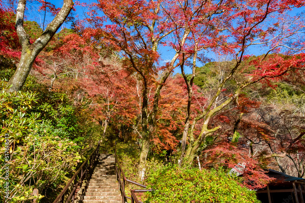 秋の奈良県・長谷寺で見た、色鮮やかな紅葉と快晴の青空