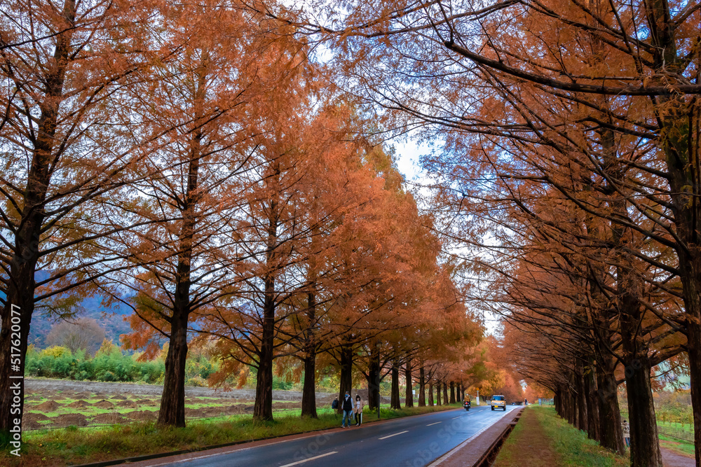 秋の滋賀県高島市で見た、メタセコイア並木の紅葉と隙間から見える青空
