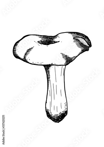 edible mushrooms