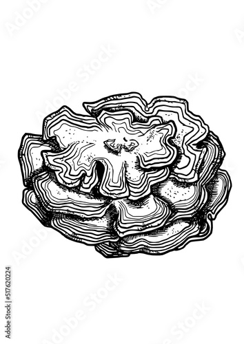 edible mushrooms