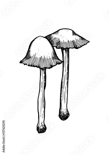 edible mushrooms