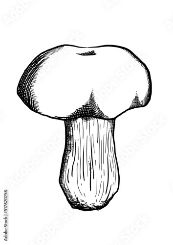 edible mushrooms