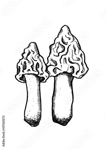 edible mushrooms