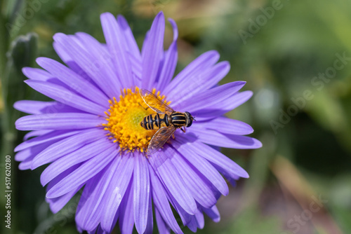 macro photography. isolated flower. flower close-up. beautiful desktop wallpapers. background with a large flower. floral wallpaper. an insect on a flower. lilac aster © Diana