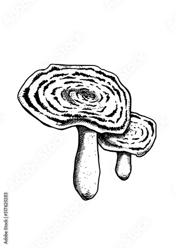 edible mushrooms