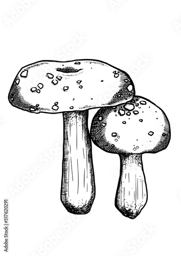 edible mushrooms