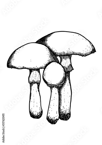 edible mushrooms