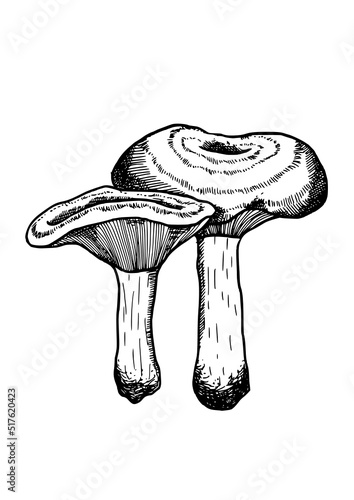 edible mushrooms